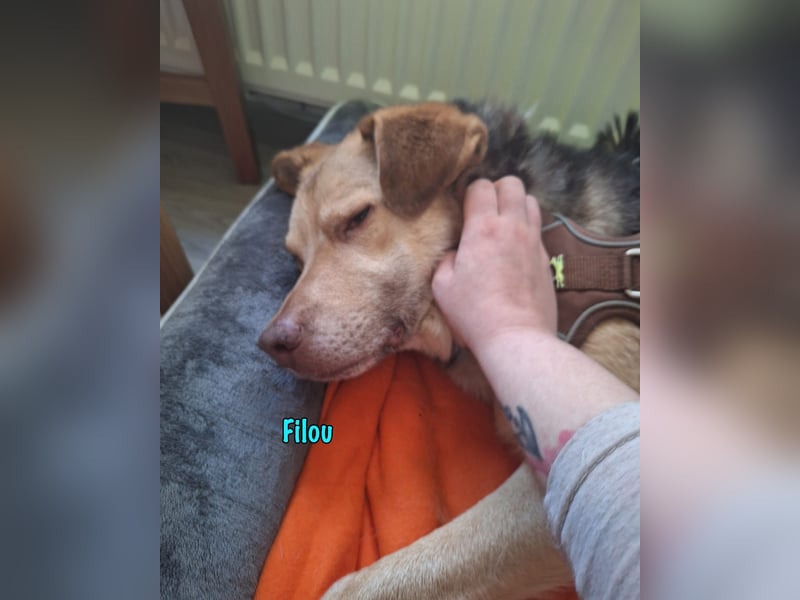 Filou „Käpt’n Dreibein“ geb. 04/2022 (in Deutschland) - sucht dringend Zuhause/Pflegestelle!