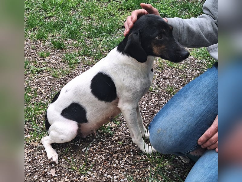 Die sanfte, liebe Kima sucht ein Zuhause !