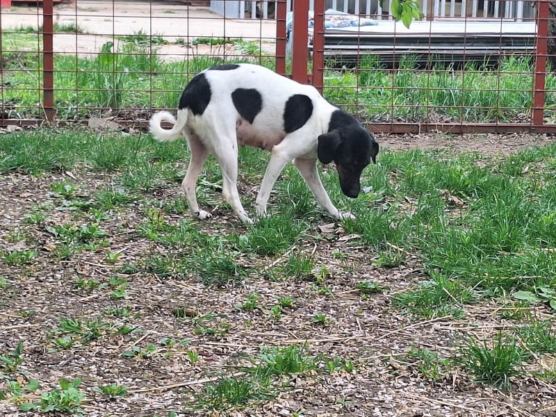 Die sanfte, liebe Kima sucht ein Zuhause !