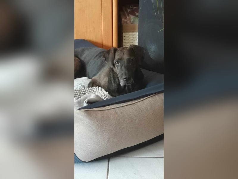 Notfall Nessi wartet auf einer Ps in 53842 Troisdorf !