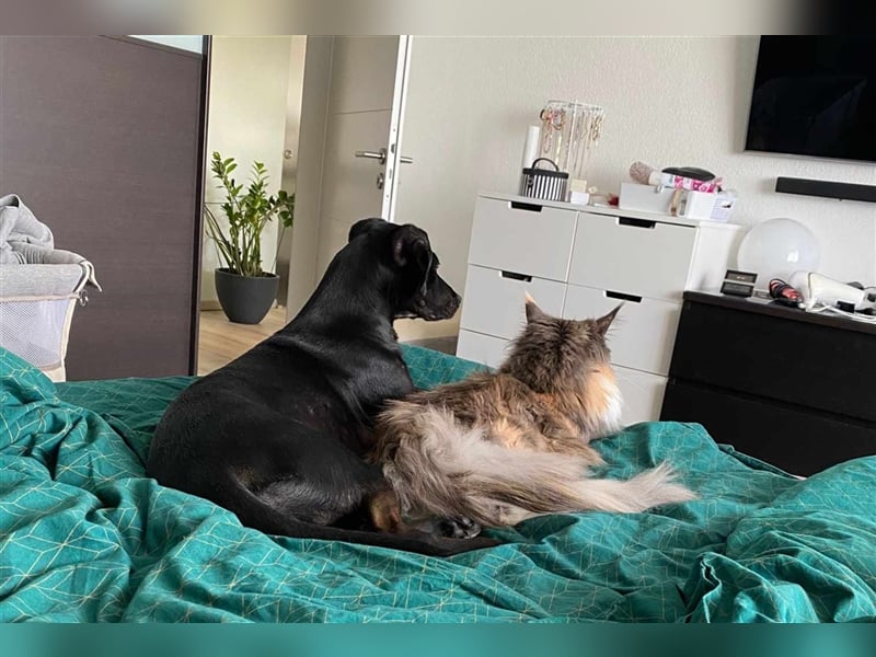 Die aktive Luna wartet auf einer PS in 53842 Troisdorf !