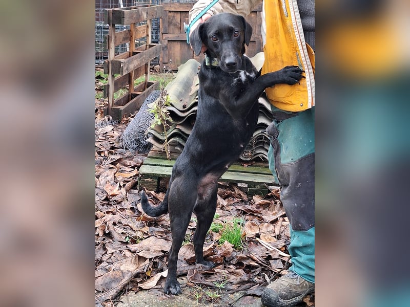 Die freundliche Lizi sucht Liebe und Geborgenheit !