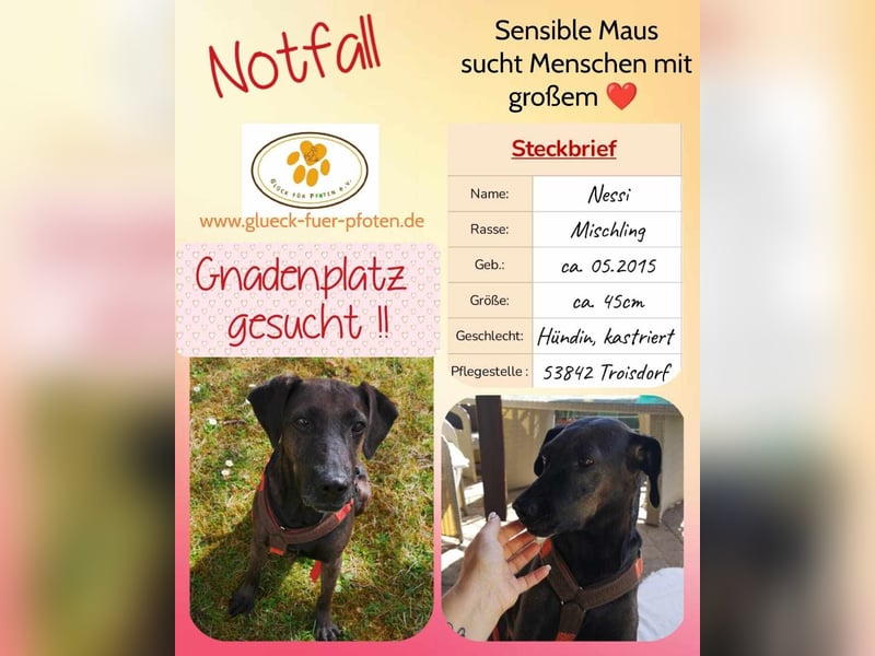 Notfall Nessi wartet auf einer Ps in 53842 Troisdorf !