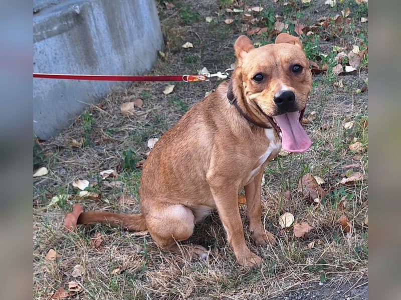 Die freundliche Suszi sucht ein Zuhause !