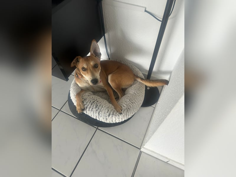 Der liebe Kenny wartet auf einer Ps in 44532 Lünen