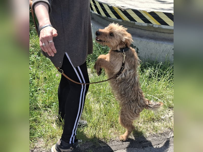 Franko ist gutmütig,menschenbezogen,liebevoll !