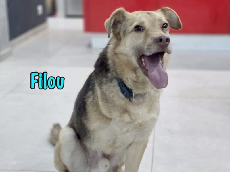 Filou „Käpt’n Dreibein“ geb. 04/2022 (in Deutschland) - sucht dringend Zuhause/Pflegestelle!