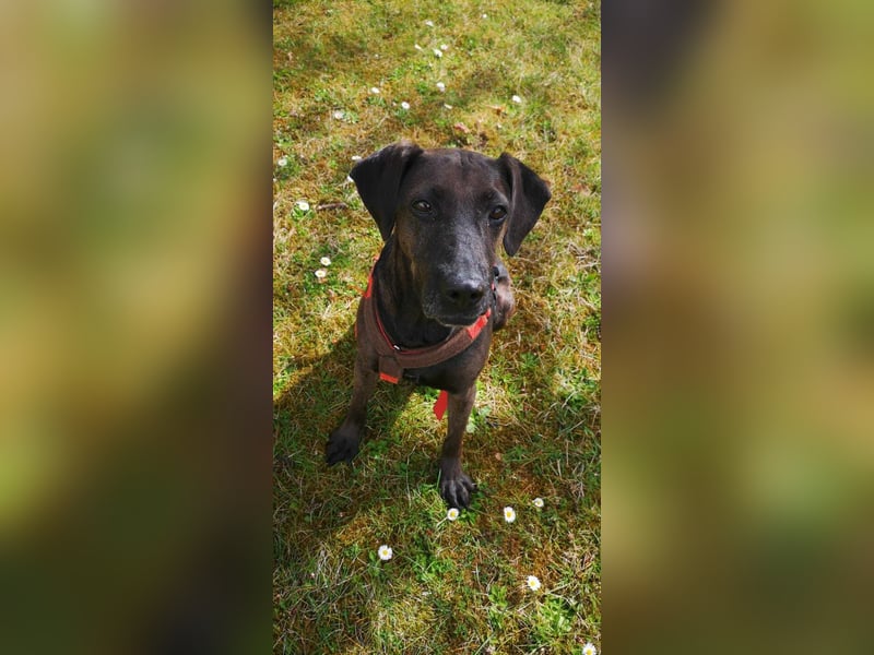 Notfall Nessi wartet auf einer Ps in 53842 Troisdorf !