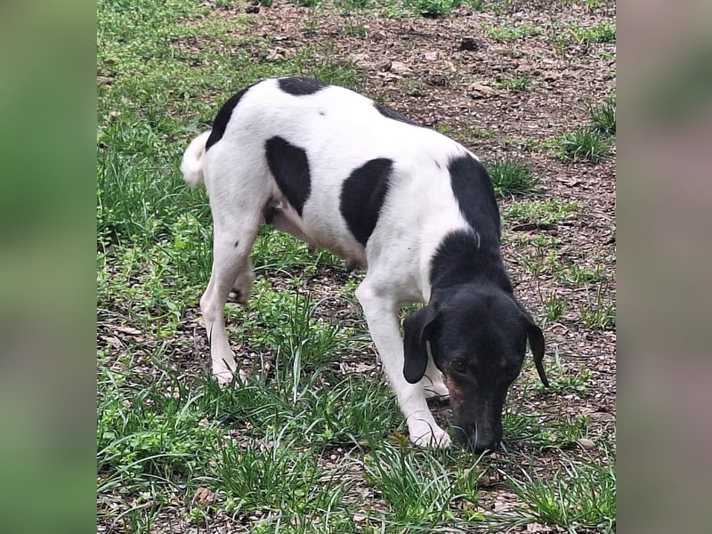 Die sanfte, liebe Kima sucht ein Zuhause !