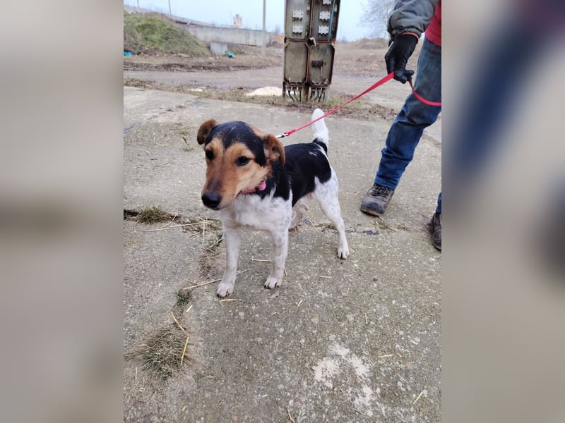 Der freundliche Bitang sucht seine Familie !