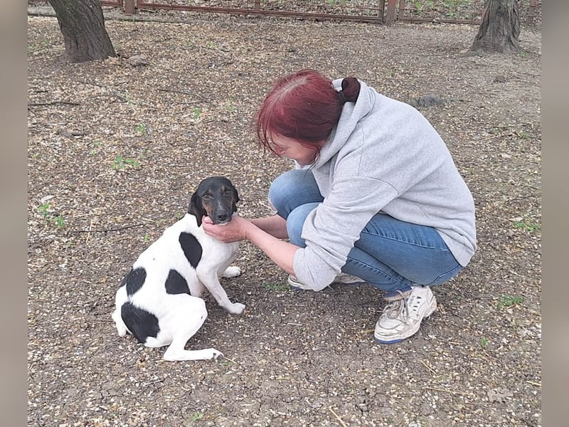 Die sanfte, liebe Kima sucht ein Zuhause !