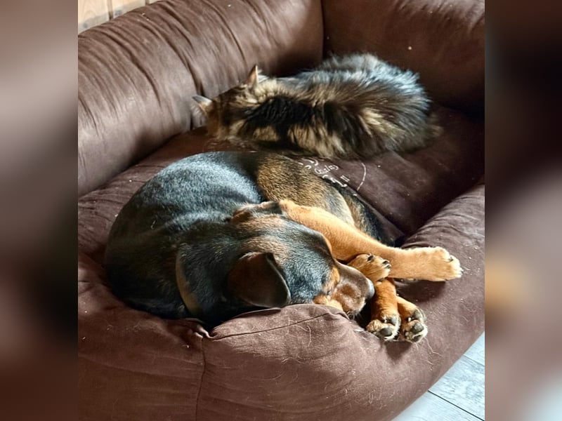 Der liebe, freundliche Jack wartet auf einer Ps in 56729 Münk !