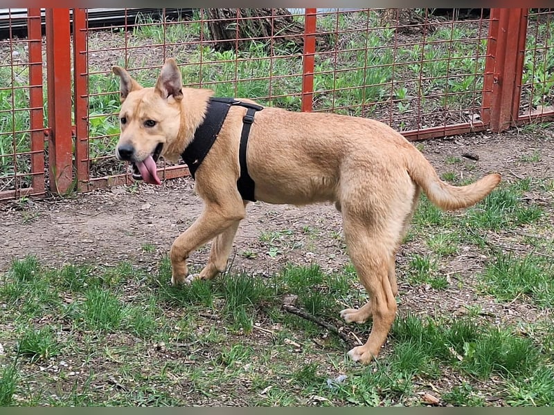 Der aktive, liebe Momoa sucht ein Zuhause !