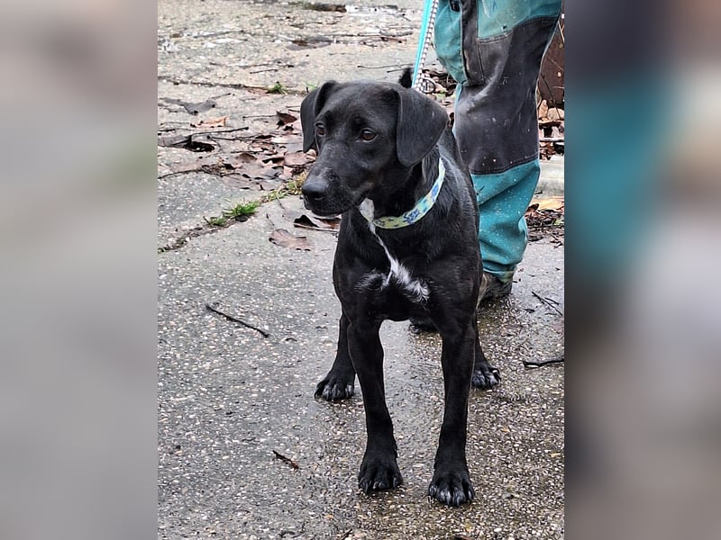 Die freundliche Lizi sucht Liebe und Geborgenheit !