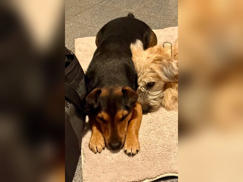 Der liebe, freundliche Jack wartet auf einer Ps in 56729 Münk !