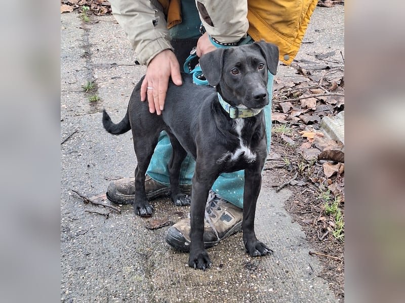 Die freundliche Lizi sucht Liebe und Geborgenheit !