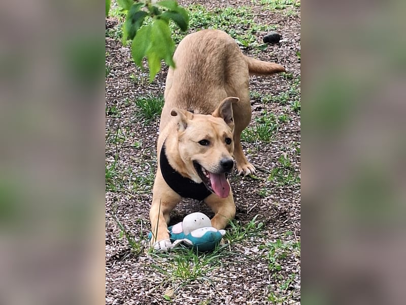 Der aktive, liebe Momoa sucht ein Zuhause !