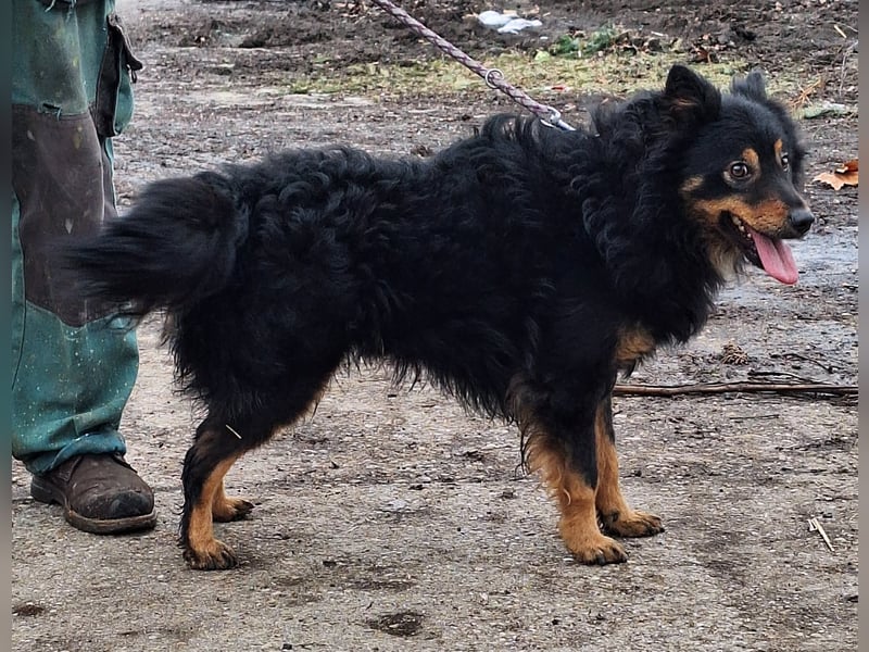 Sonnenschein Szabi sucht ein Zuhause !
