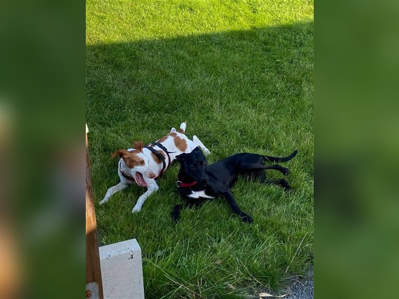 Die aktive Luna wartet auf einer PS in 53842 Troisdorf !