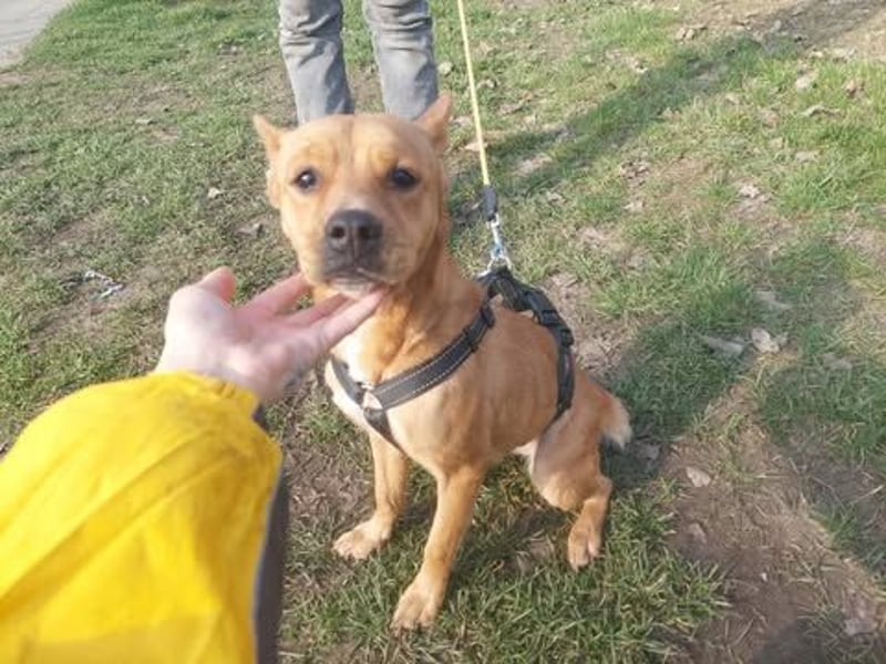 Die freundliche Suszi sucht ein Zuhause !