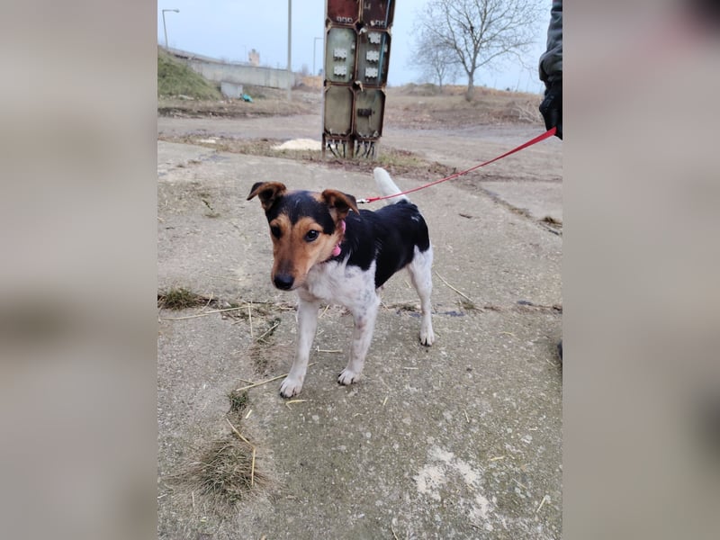 Der freundliche Bitang sucht seine Familie !