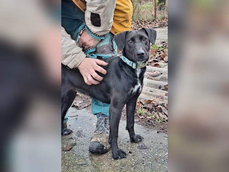 Die freundliche Lizi sucht Liebe und Geborgenheit !