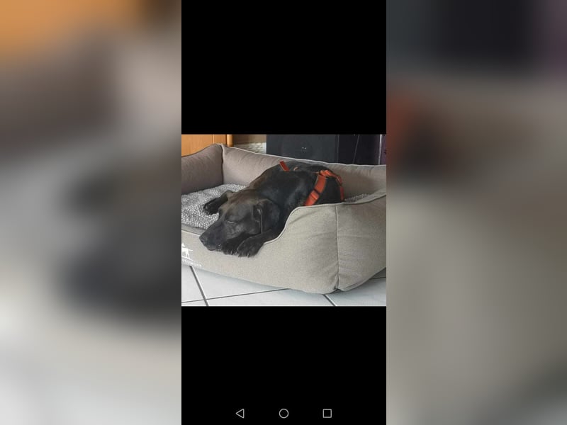 Notfall Nessi wartet auf einer Ps in 53842 Troisdorf !