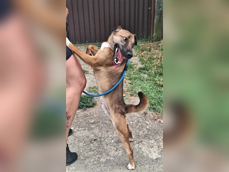 Schusebacke Hugo sucht seine Familie !