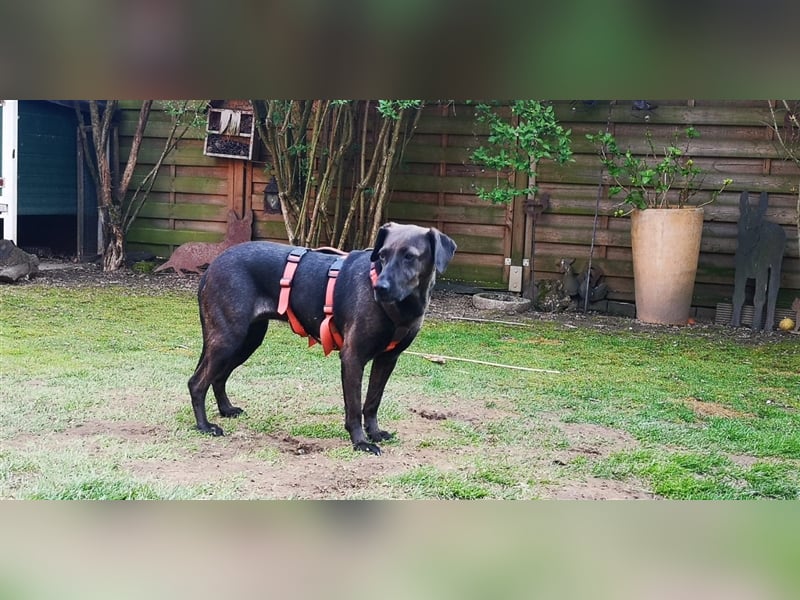 Notfall Nessi wartet auf einer Ps in 53842 Troisdorf !