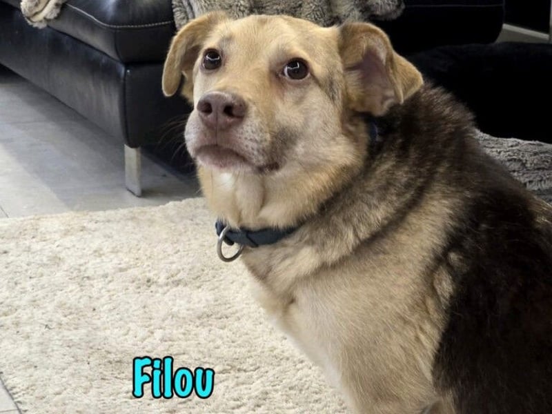 Filou „Käpt’n Dreibein“ geb. 04/2022 (in Deutschland) - sucht dringend Zuhause/Pflegestelle!