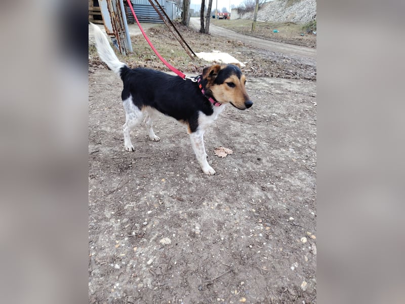 Der freundliche Bitang sucht seine Familie !