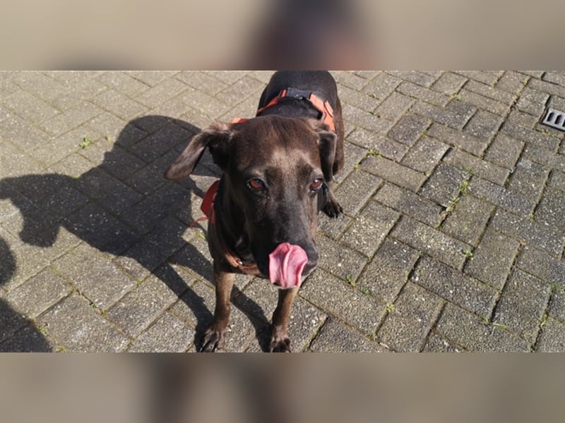 Notfall Nessi wartet auf einer Ps in 53842 Troisdorf !