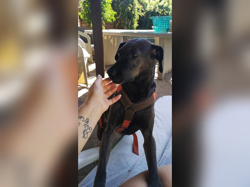 Notfall Nessi wartet auf einer Ps in 53842 Troisdorf !