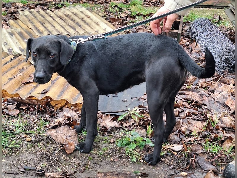Die freundliche Lizi sucht Liebe und Geborgenheit !