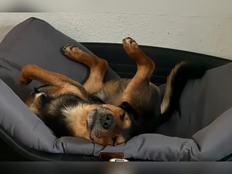 Der liebe, freundliche Jack wartet auf einer Ps in 56729 Münk !