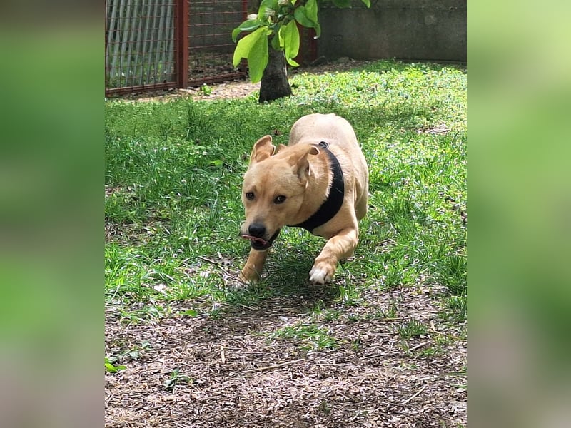 Der aktive, liebe Momoa sucht ein Zuhause !