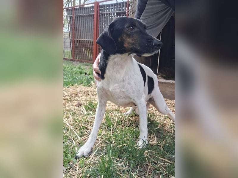 Die sanfte, liebe Kima sucht ein Zuhause !