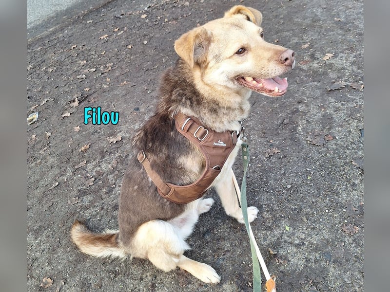 Filou „Käpt’n Dreibein“ geb. 04/2022 (in Deutschland) - sucht dringend Zuhause/Pflegestelle!