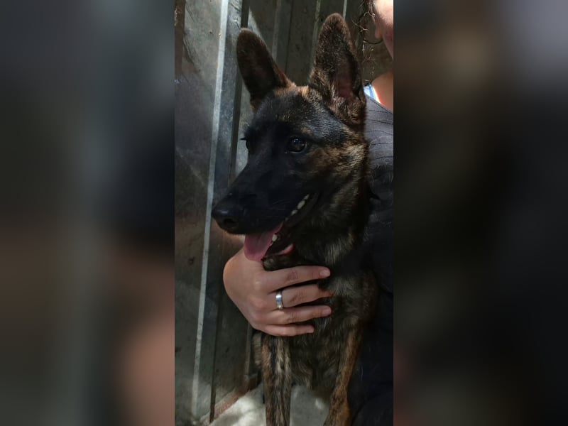 Die liebevolle Eva sucht ein ZUhause !