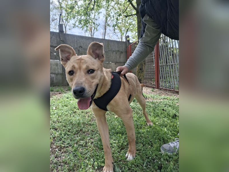 Der aktive, liebe Momoa sucht ein Zuhause !