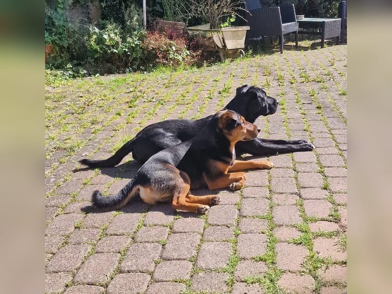 Der liebe, freundliche Jack wartet auf einer Ps in 56729 Münk !