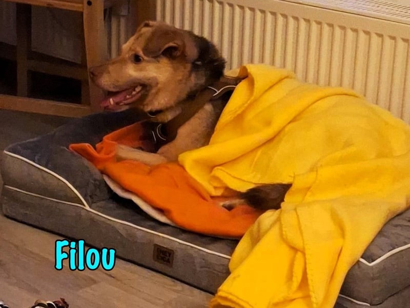 Filou „Käpt’n Dreibein“ geb. 04/2022 (in Deutschland) - sucht dringend Zuhause/Pflegestelle!