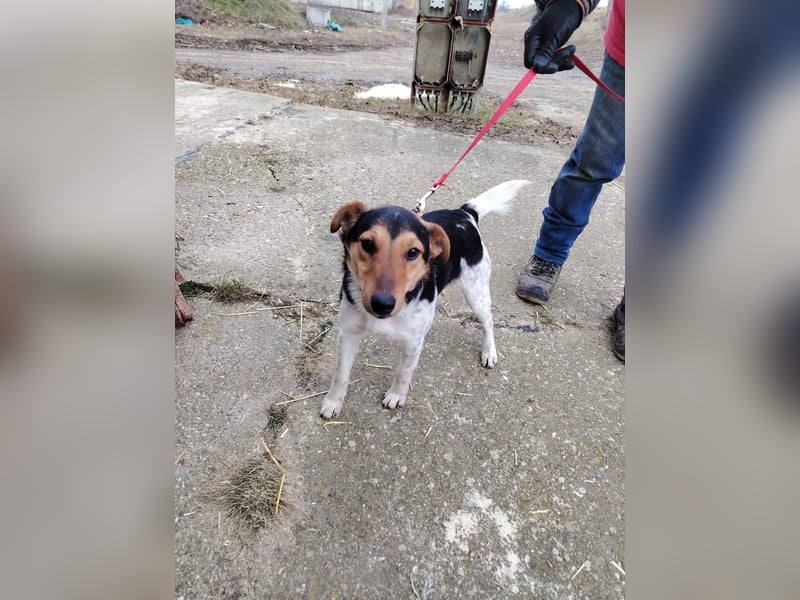 Der freundliche Bitang sucht seine Familie !