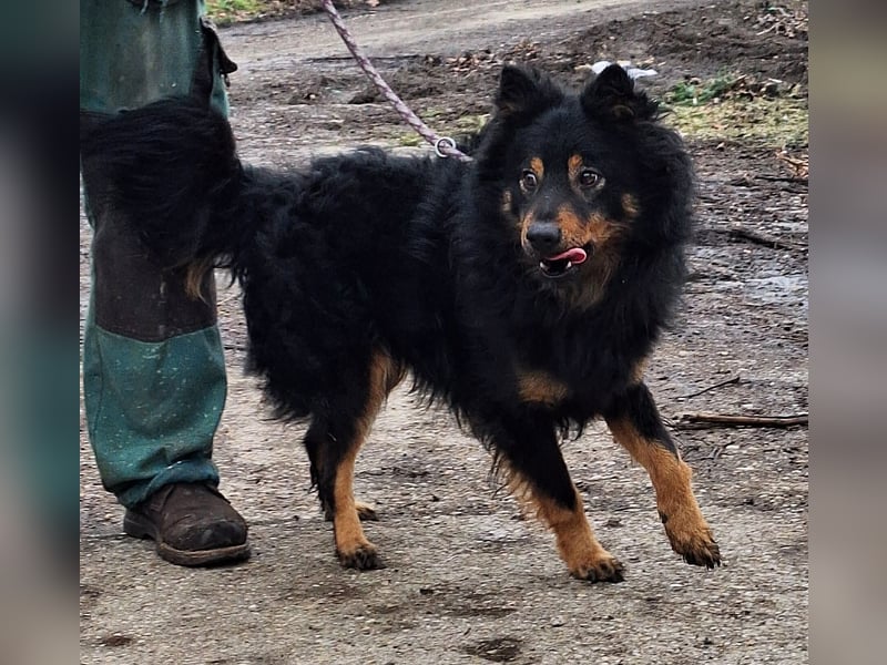 Sonnenschein Szabi sucht ein Zuhause !