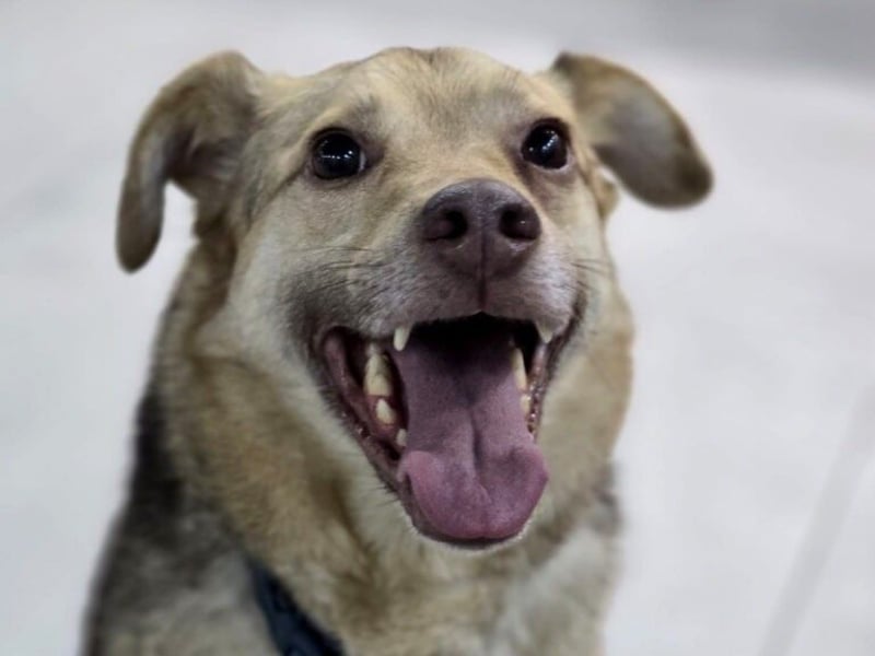 Filou „Käpt’n Dreibein“ geb. 04/2022 (in Deutschland) - sucht dringend Zuhause/Pflegestelle!