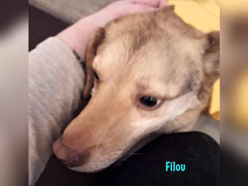 Filou „Käpt’n Dreibein“ geb. 04/2022 (in Deutschland) - sucht dringend Zuhause/Pflegestelle!