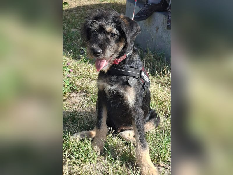 Max ist sehr freundlich , verspielt, aktiv,fröhlich