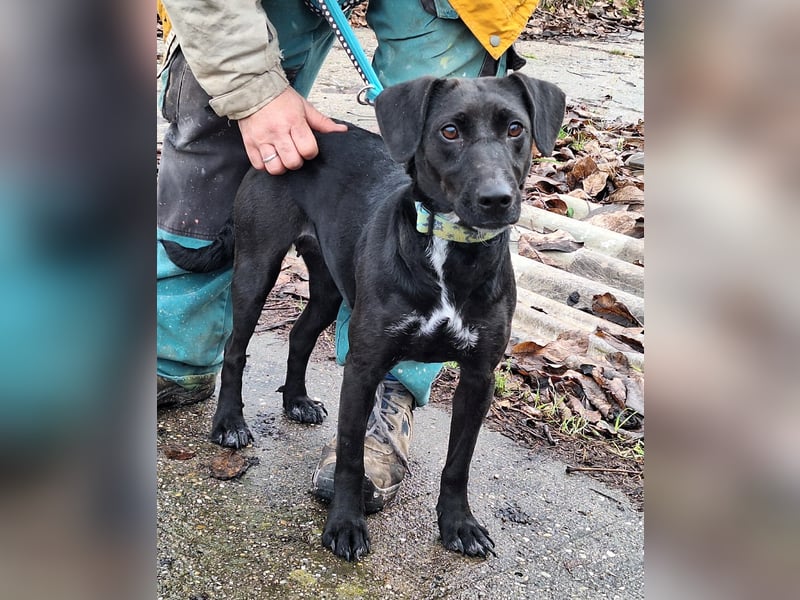 Die freundliche Lizi sucht Liebe und Geborgenheit !