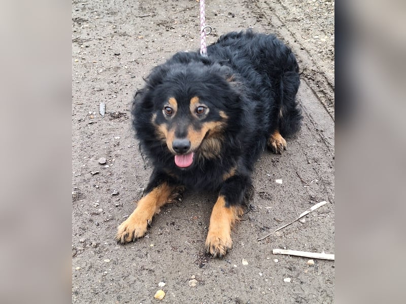 Sonnenschein Szabi sucht ein Zuhause !