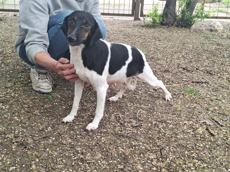 Die sanfte, liebe Kima sucht ein Zuhause !